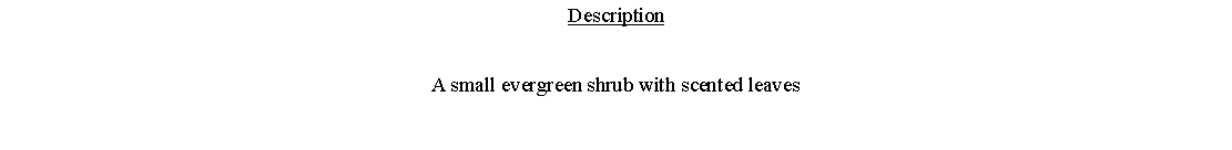 Text Box: DescriptionA small evergreen shrub with scented leaves 