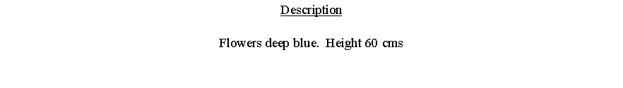 Text Box: DescriptionFlowers deep blue.  Height 60 cms 