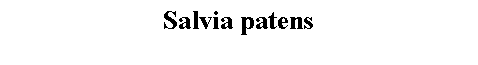 Text Box: Salvia patens 
