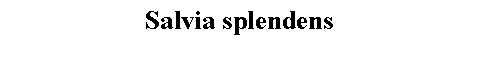 Text Box: Salvia splendens 