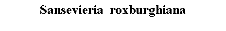 Text Box: Sansevieria  roxburghiana 