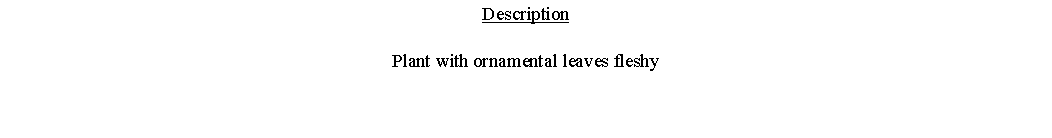 Text Box: DescriptionPlant with ornamental leaves fleshy 