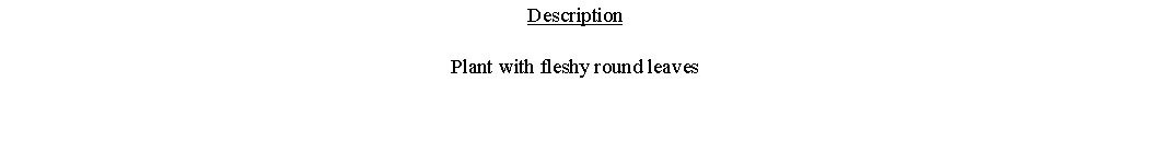 Text Box: DescriptionPlant with fleshy round leaves 
