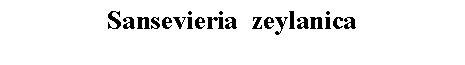 Text Box: Sansevieria  zeylanica 
