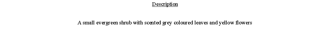 Text Box: DescriptionA small evergreen shrub with scented grey coloured leaves and yellow flowers 