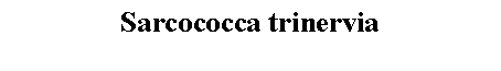 Text Box: Sarcococca trinervia 
