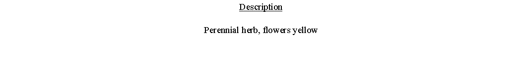 Text Box: DescriptionPerennial herb, flowers yellow 