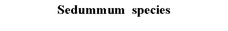Text Box: Sedummum  species 