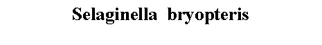 Text Box: Selaginella  bryopteris 
