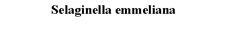 Text Box: Selaginella emmeliana 