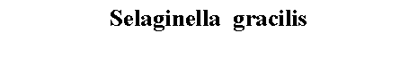 Text Box: Selaginella  gracilis 