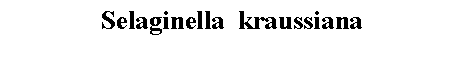 Text Box: Selaginella  kraussiana 