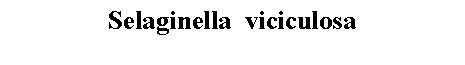 Text Box: Selaginella  viciculosa 
