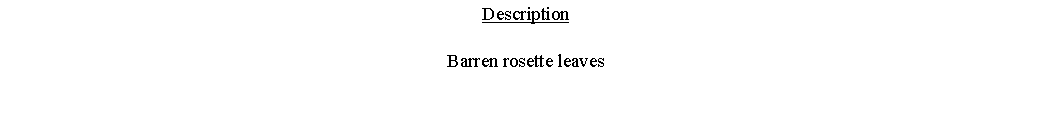 Text Box: DescriptionBarren rosette leaves 