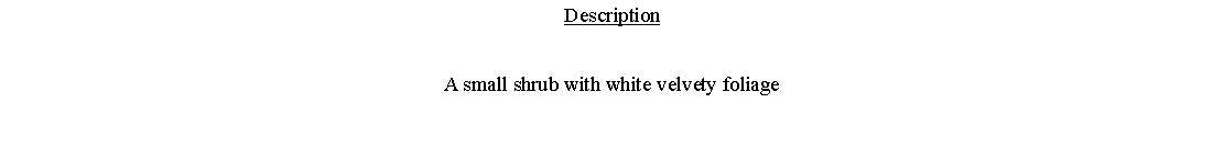 Text Box: DescriptionA small shrub with white velvety foliage 