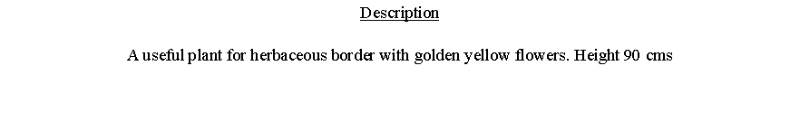 Text Box: DescriptionA useful plant for herbaceous border with golden yellow flowers. Height 90 cms 