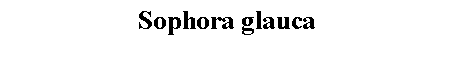 Text Box: Sophora glauca 