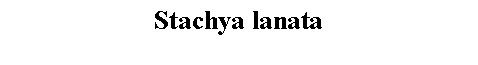 Text Box: Stachya lanata 