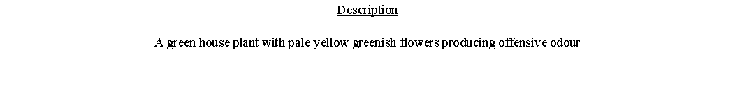 Text Box: DescriptionA green house plant with pale yellow greenish flowers producing offensive odour 