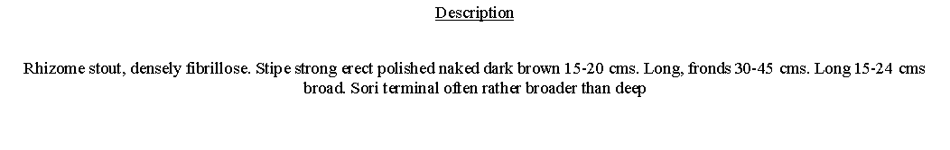 Text Box: DescriptionRhizome stout, densely fibrillose. Stipe strong erect polished naked dark brown 15-20 cms. Long, fronds 30-45 cms. Long 15-24 cms broad. Sori terminal often rather broader than deep 
