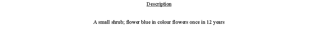 Text Box: DescriptionA small shrub; flower blue in colour flowers once in 12 years 