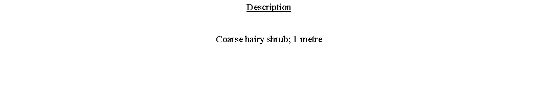 Text Box: DescriptionCoarse hairy shrub; 1 metre 