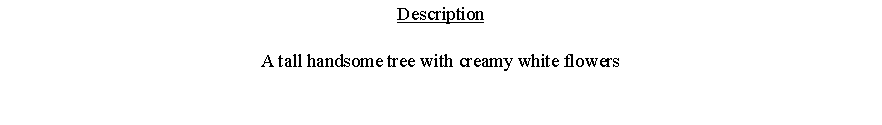 Text Box: DescriptionA tall handsome tree with creamy white flowers 