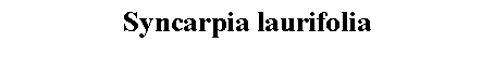 Text Box: Syncarpia laurifolia 