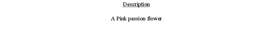 Text Box: DescriptionA Pink passion flower 