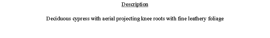 Text Box: DescriptionDeciduous cypress with aerial projecting knee roots with fine leathery foliage 