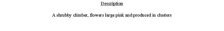 Text Box: DescriptionA shrubby climber, flowers large pink and produced in clusters 