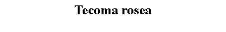 Text Box: Tecoma rosea 