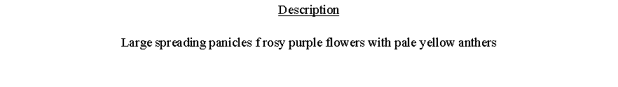 Text Box: DescriptionLarge spreading panicles f rosy purple flowers with pale yellow anthers 