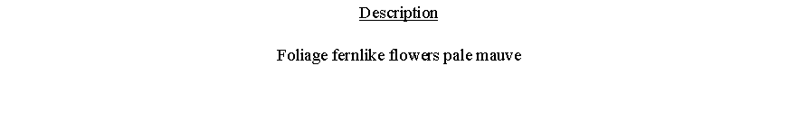Text Box: DescriptionFoliage fernlike flowers pale mauve 