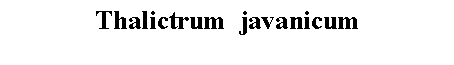 Text Box: Thalictrum  javanicum 