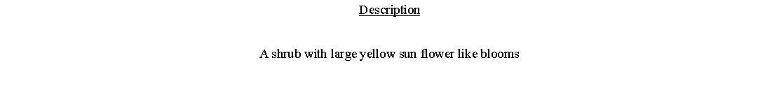 Text Box: DescriptionA shrub with large yellow sun flower like blooms 