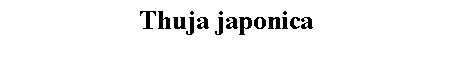 Text Box: Thuja japonica 