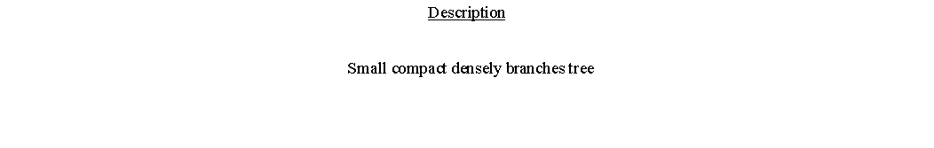 Text Box: Description  Small compact densely branches tree 