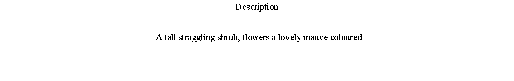 Text Box: Description  A tall straggling shrub, flowers a lovely mauve coloured 