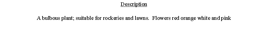 Text Box: DescriptionA bulbous plant; suitable for rockeries and lawns.  Flowers red orange white and pink 