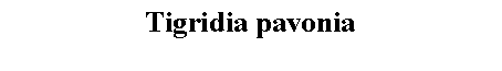 Text Box: Tigridia pavonia 