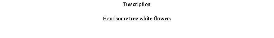 Text Box: DescriptionHandsome tree white flowers 