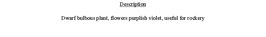 Text Box: DescriptionDwarf bulbous plant, flowers purplish violet, useful for rockery 