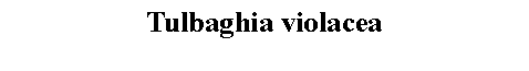 Text Box: Tulbaghia violacea 