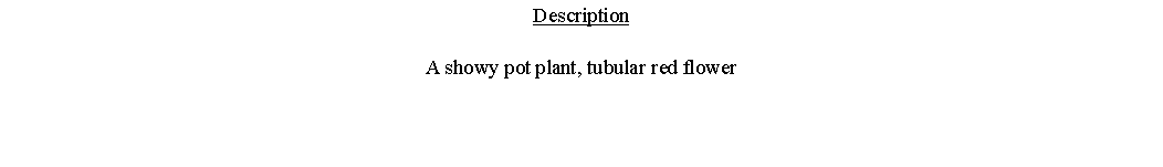 Text Box: DescriptionA showy pot plant, tubular red flower 