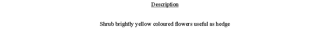 Text Box: DescriptionShrub brightly yellow coloured flowers useful as hedge 