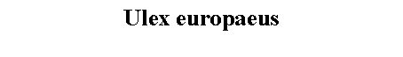 Text Box: Ulex europaeus 