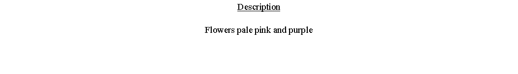 Text Box: DescriptionFlowers pale pink and purple 