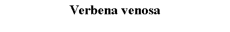 Text Box: Verbena venosa 