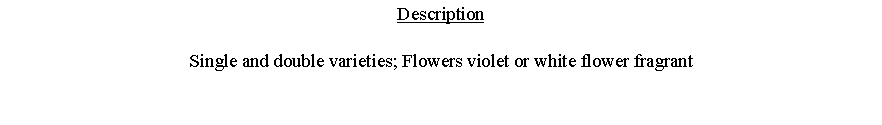 Text Box: DescriptionSingle and double varieties; Flowers violet or white flower fragrant 